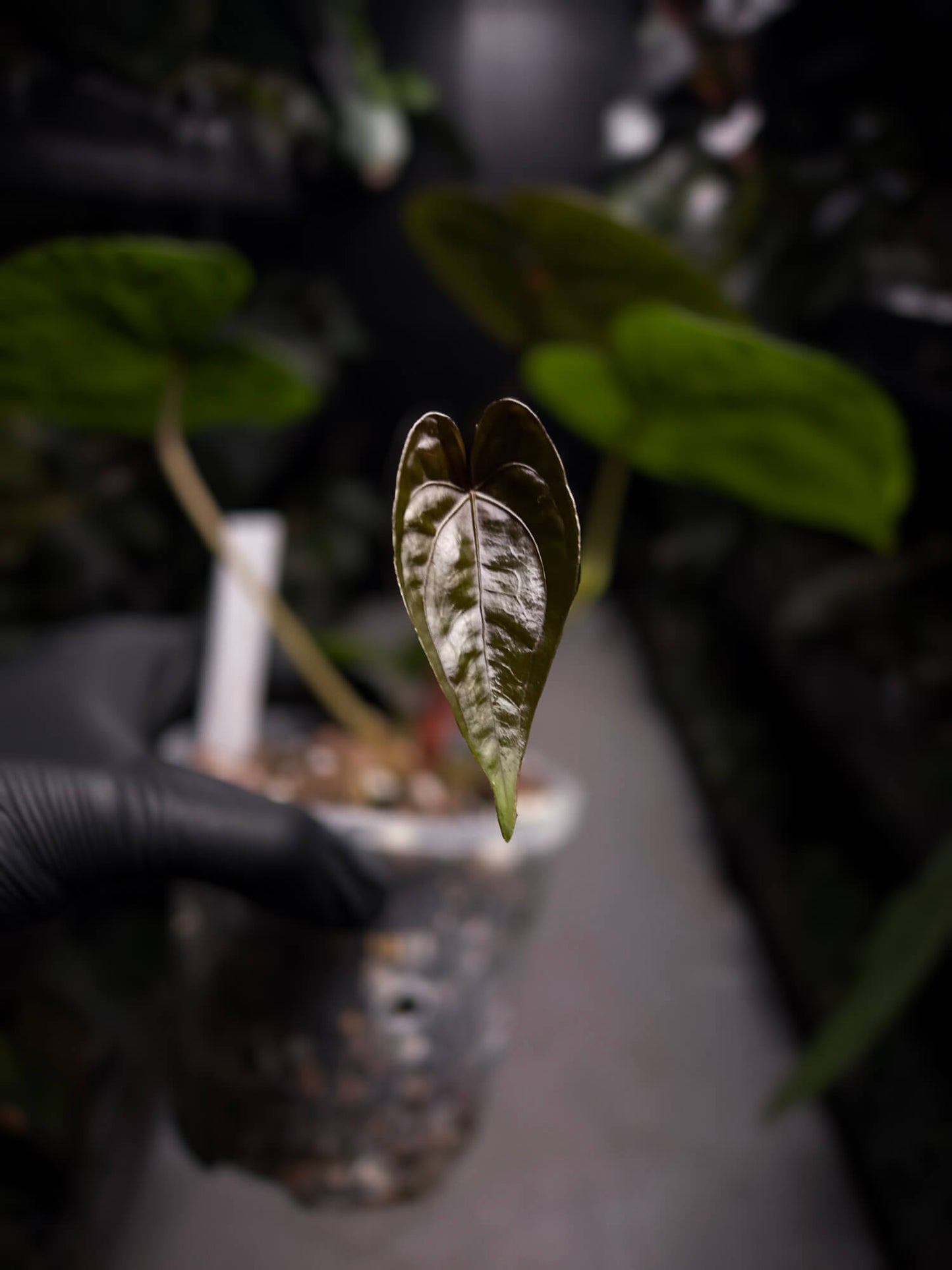 Anthurium papillilaminum x 'RVDP'
