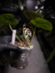 Anthurium papillilaminum x 'RVDP'