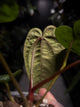 Anthurium papillilaminum x 'RVDP'