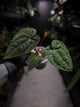 Anthurium papillilaminum x 'RVDP'