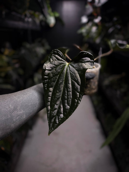 Anthurium #TacoTuesdays • luxurians hybrid mutation