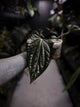 Anthurium #TacoTuesdays • luxurians hybrid mutation