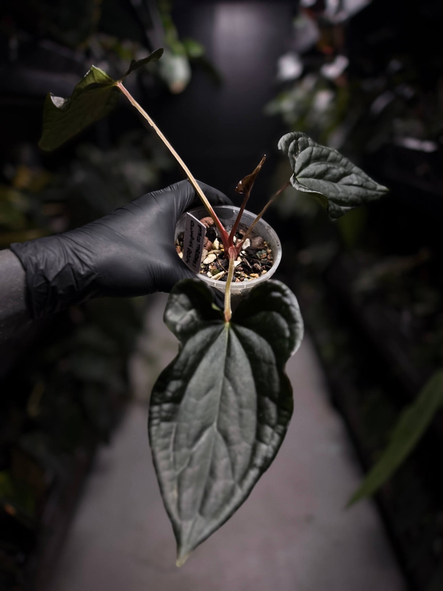 Anthurium #TacoTuesdays • luxurians hybrid mutation