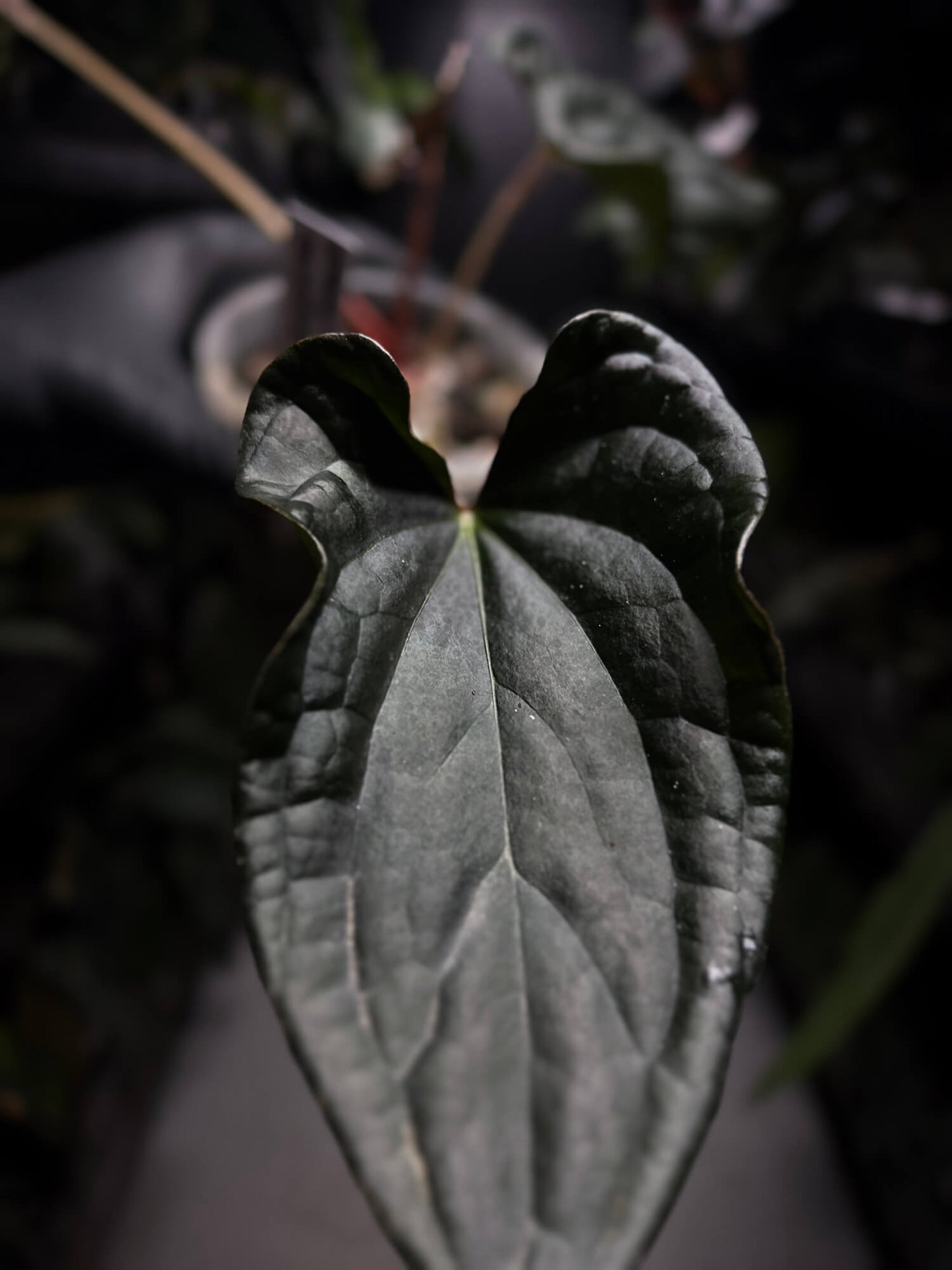Anthurium #TacoTuesdays • luxurians hybrid mutation