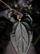 Anthurium #TacoTuesdays • luxurians hybrid mutation