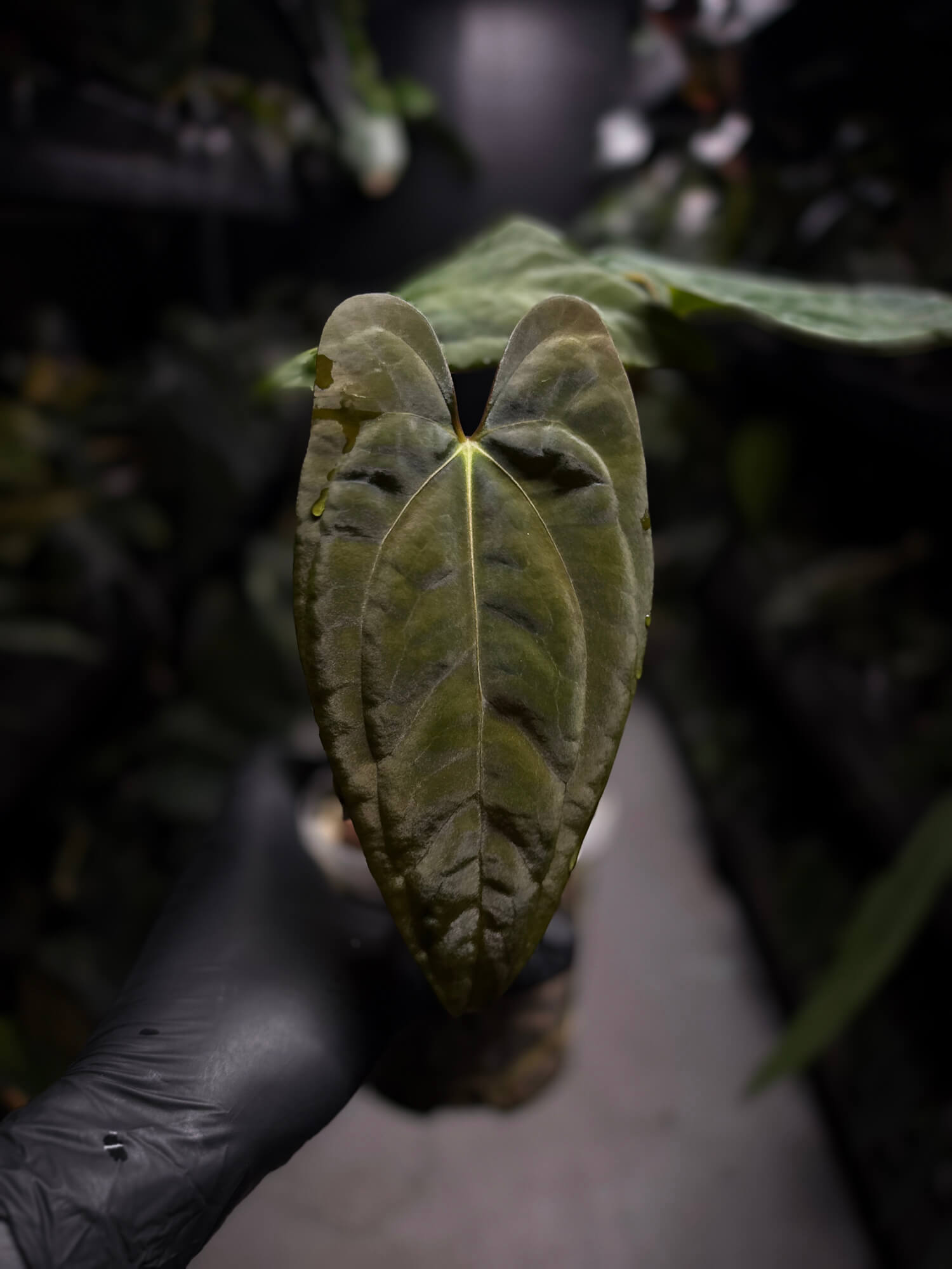 Anthurium papillilaminum 'RA6' x 'RVDP'