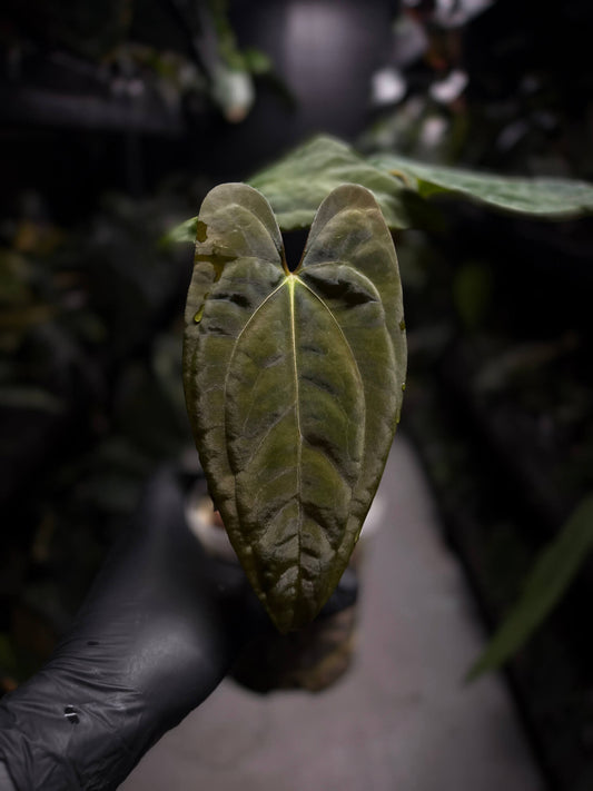 Anthurium papillilaminum 'RA6' x 'RVDP'