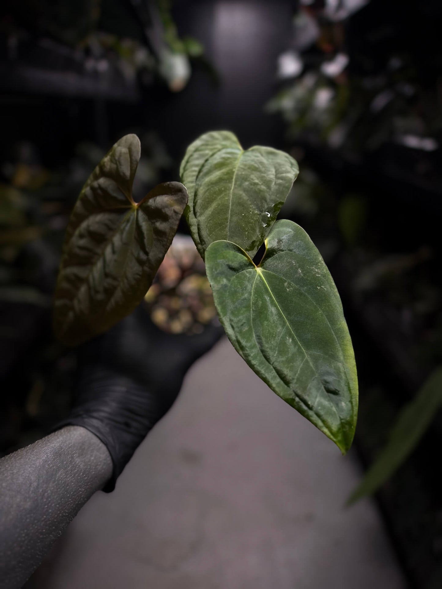 Anthurium papillilaminum 'RA6' x 'RVDP'