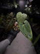 Anthurium papillilaminum 'RA6' x 'RVDP'