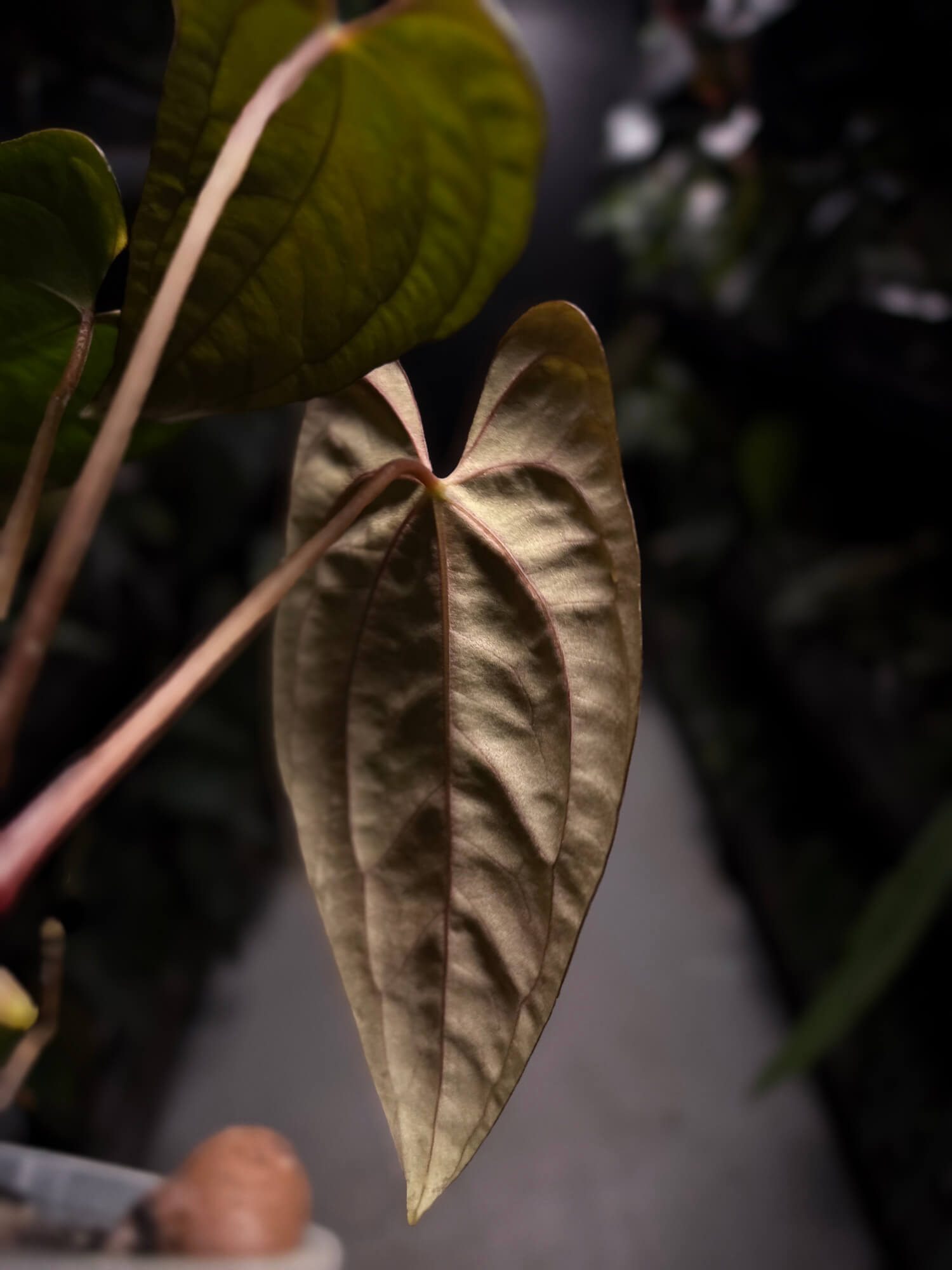 Anthurium papillilaminum 'RA6' x 'RVDP'