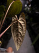 Anthurium papillilaminum 'RA6' x 'RVDP'