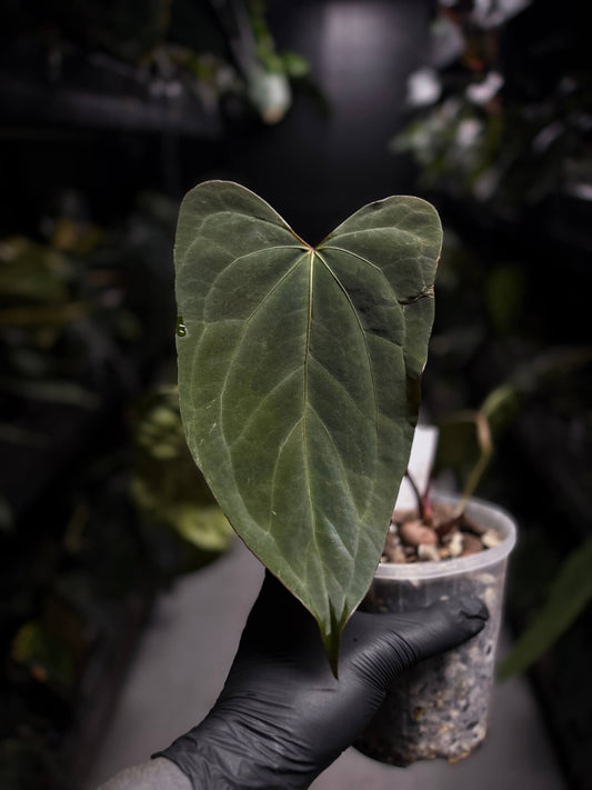 Anthurium #KissinCousins