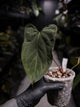 Anthurium #KissinCousins