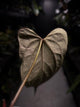 Anthurium #KissinCousins