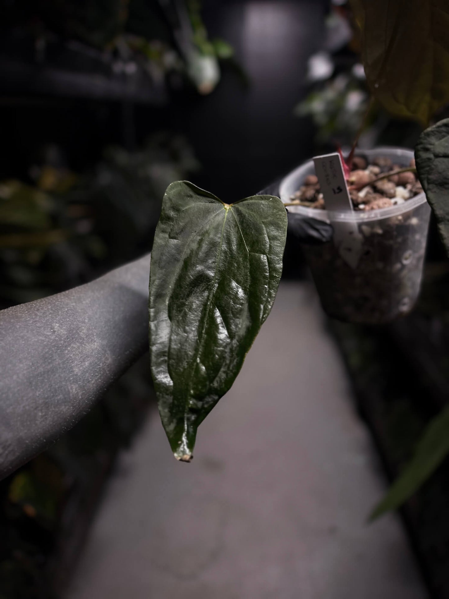 Anthurium #KissinCousins