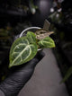 Anthurium 'Michelle' x 'Silver Blush' X 'Michelle'