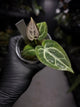 Anthurium 'Michelle' x 'Silver Blush' X 'Michelle'