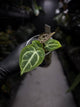 Anthurium 'Michelle' x 'Silver Blush' X 'Michelle'