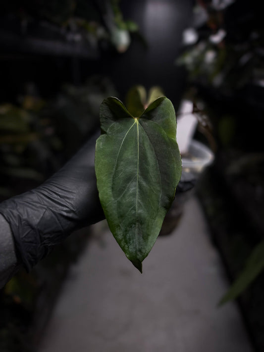 Anthurium papillilaminum FSRL x ((dress x carla) x BVEP)