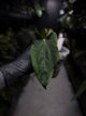 Anthurium papillilaminum FSRL x ((dress x carla) x BVEP)
