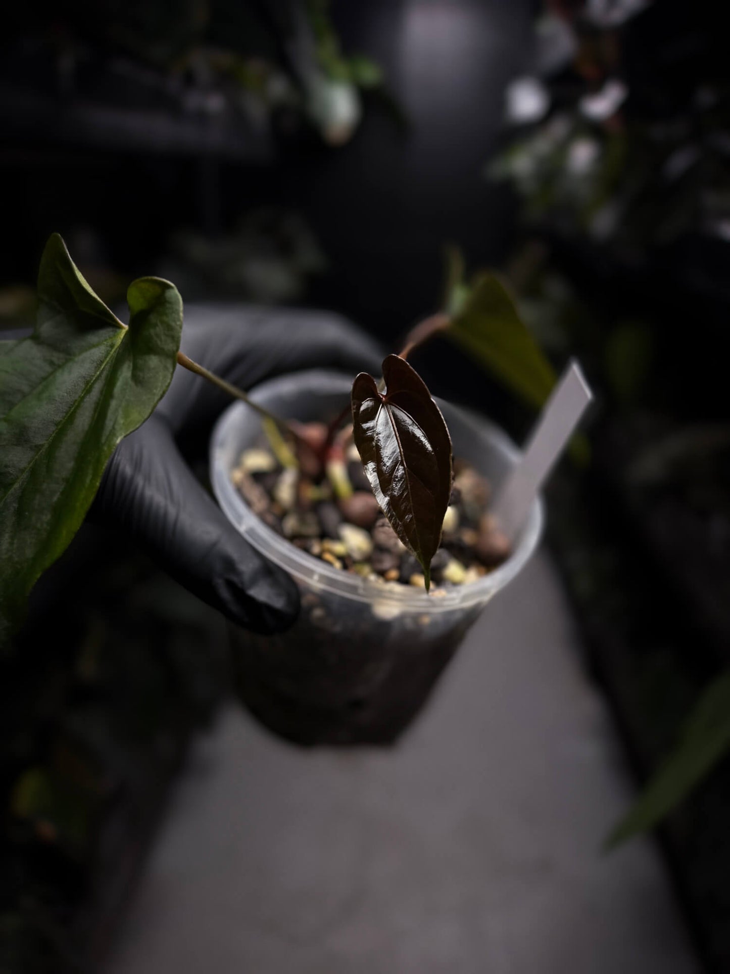 Anthurium papillilaminum FSRL x ((dress x carla) x BVEP)