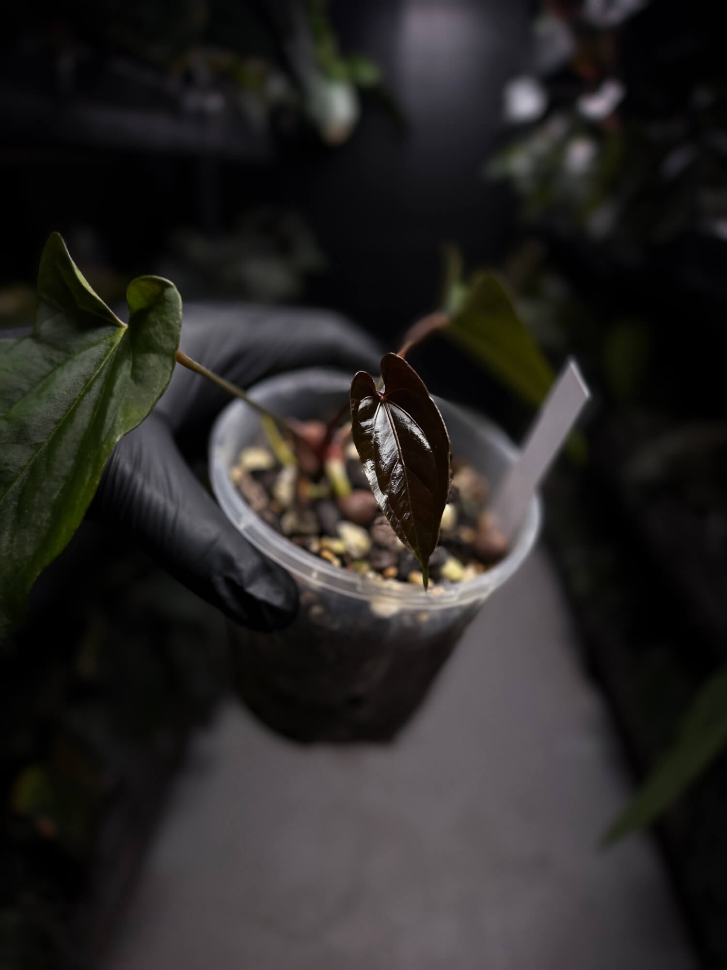 Anthurium papillilaminum FSRL x ((dress x carla) x BVEP)