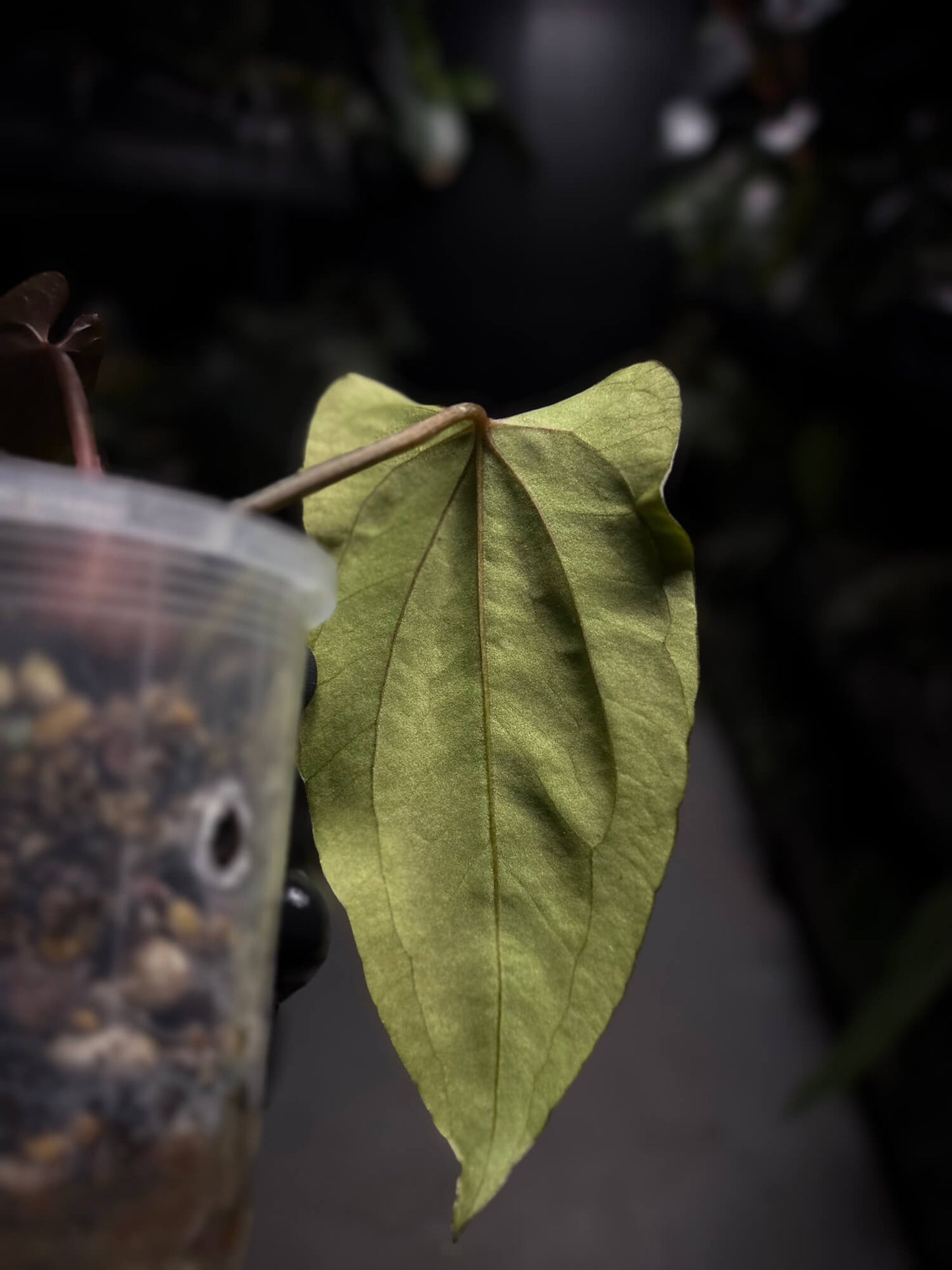 Anthurium papillilaminum FSRL x ((dress x carla) x BVEP)