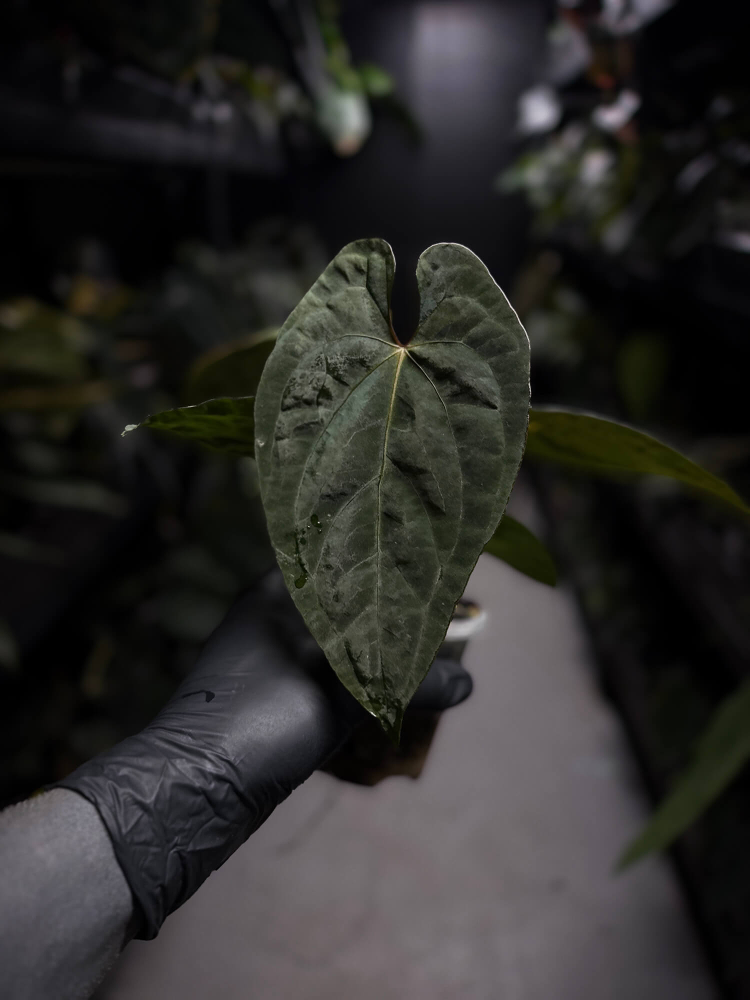 Anthurium papillilaminum x dressleri 'LAS' x 'JS'
