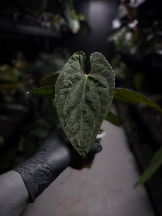 Anthurium papillilaminum x dressleri 'LAS' x 'JS'