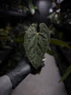 Anthurium papillilaminum x dressleri 'LAS' x 'JS'