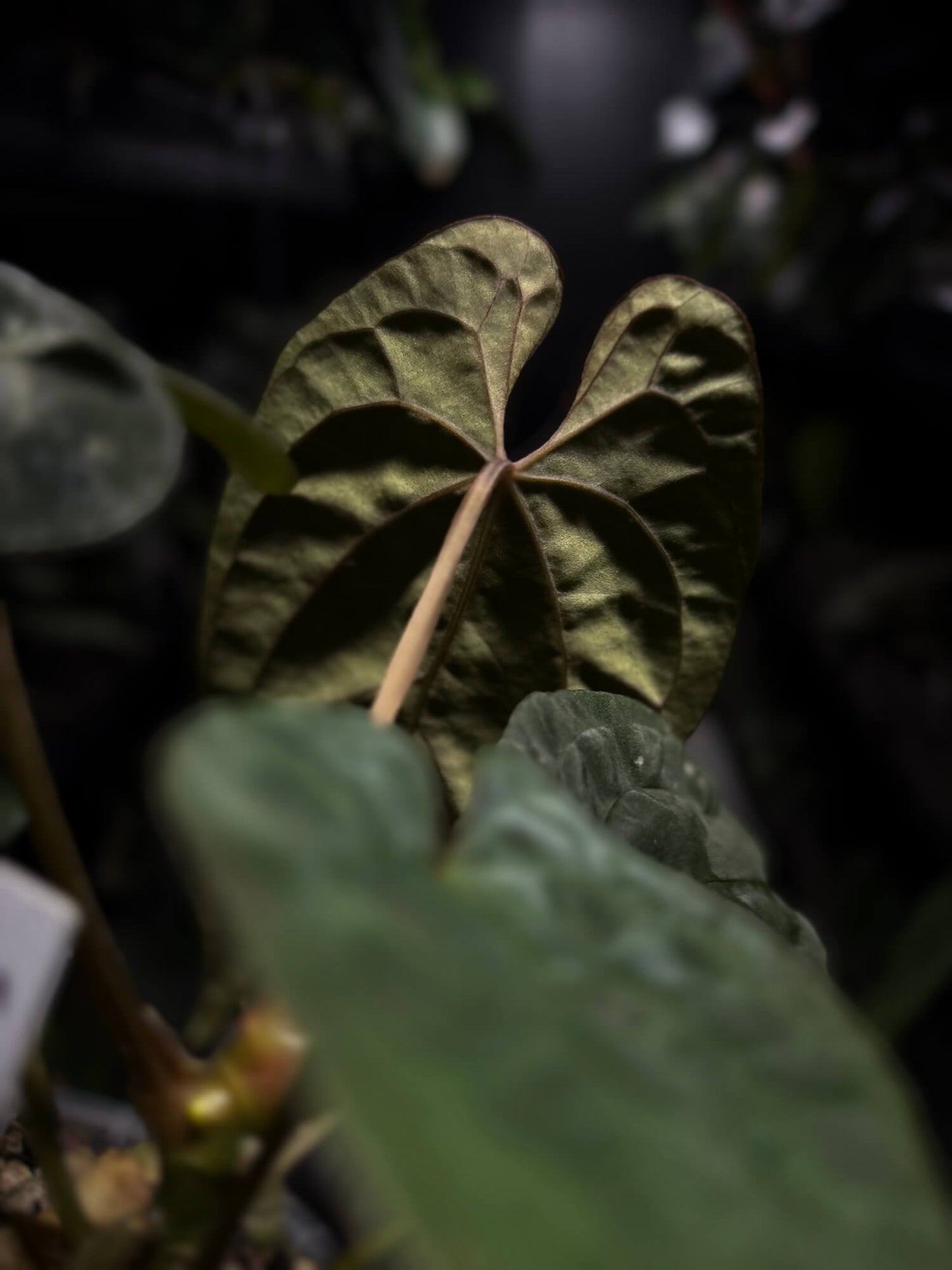 Anthurium papillilaminum x dressleri 'LAS' x 'JS'