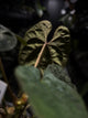Anthurium papillilaminum x dressleri 'LAS' x 'JS'