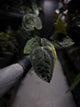 Anthurium papillilaminum x dressleri 'LAS' x 'JS'