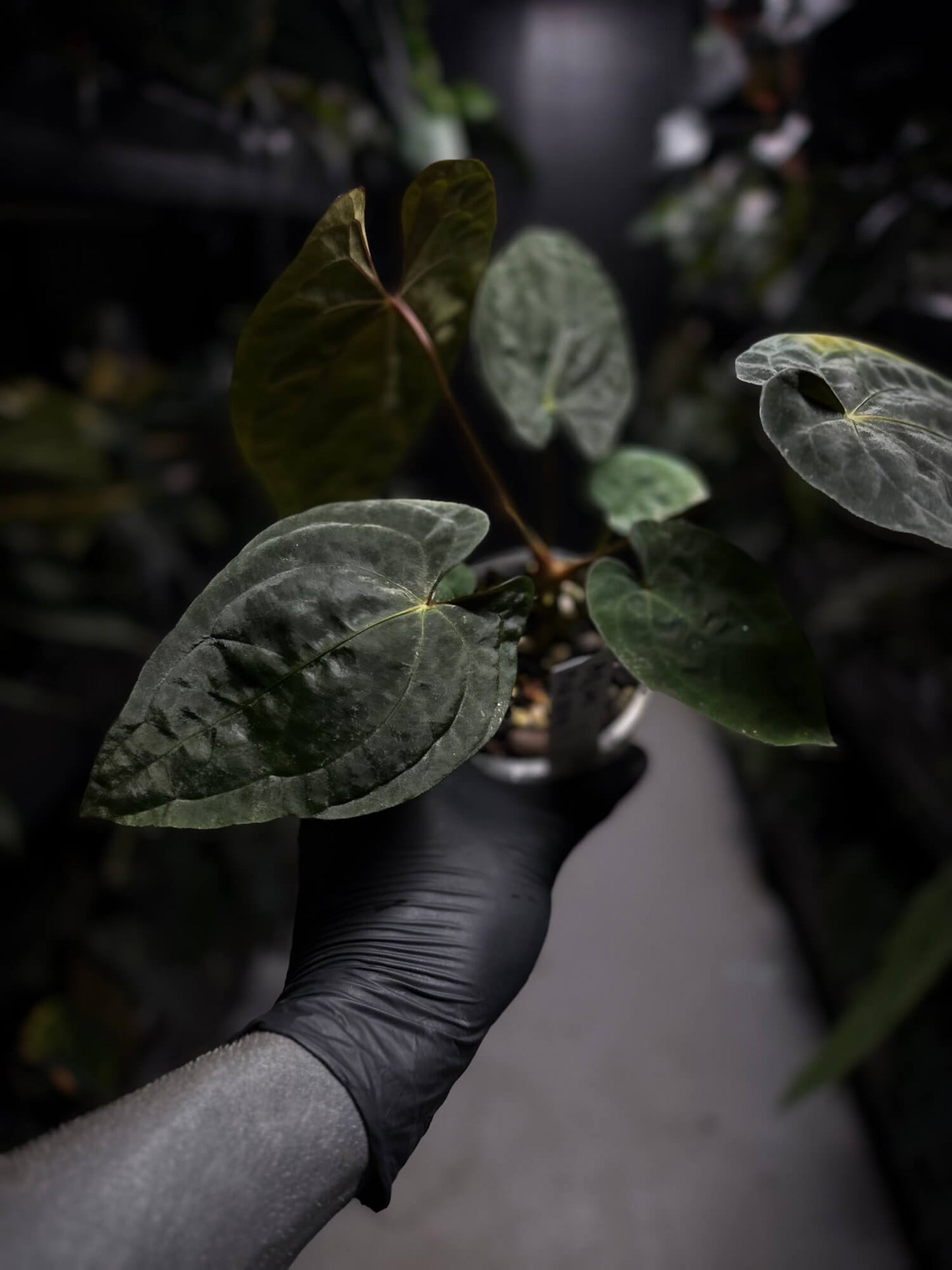 Anthurium papillilaminum x dressleri 'LAS' x 'JS'