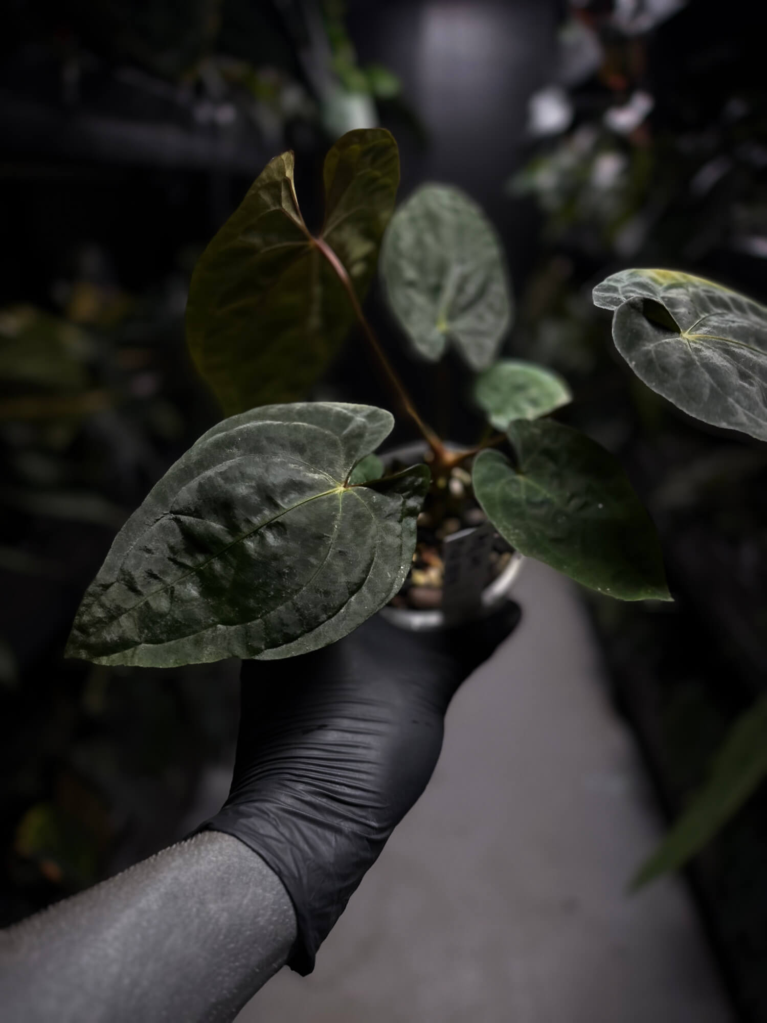 Anthurium papillilaminum x dressleri 'LAS' x 'JS'