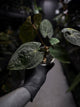 Anthurium papillilaminum x dressleri 'LAS' x 'JS'
