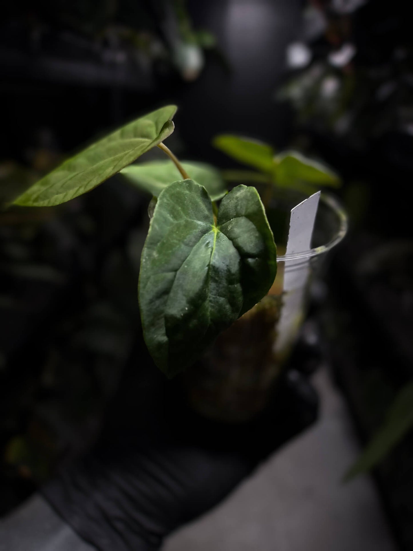 Anthurium (carlablackiae x dressleri 'RG') x antolakii / 'BVEP'