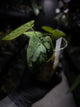 Anthurium (carlablackiae x dressleri 'RG') x antolakii / 'BVEP'