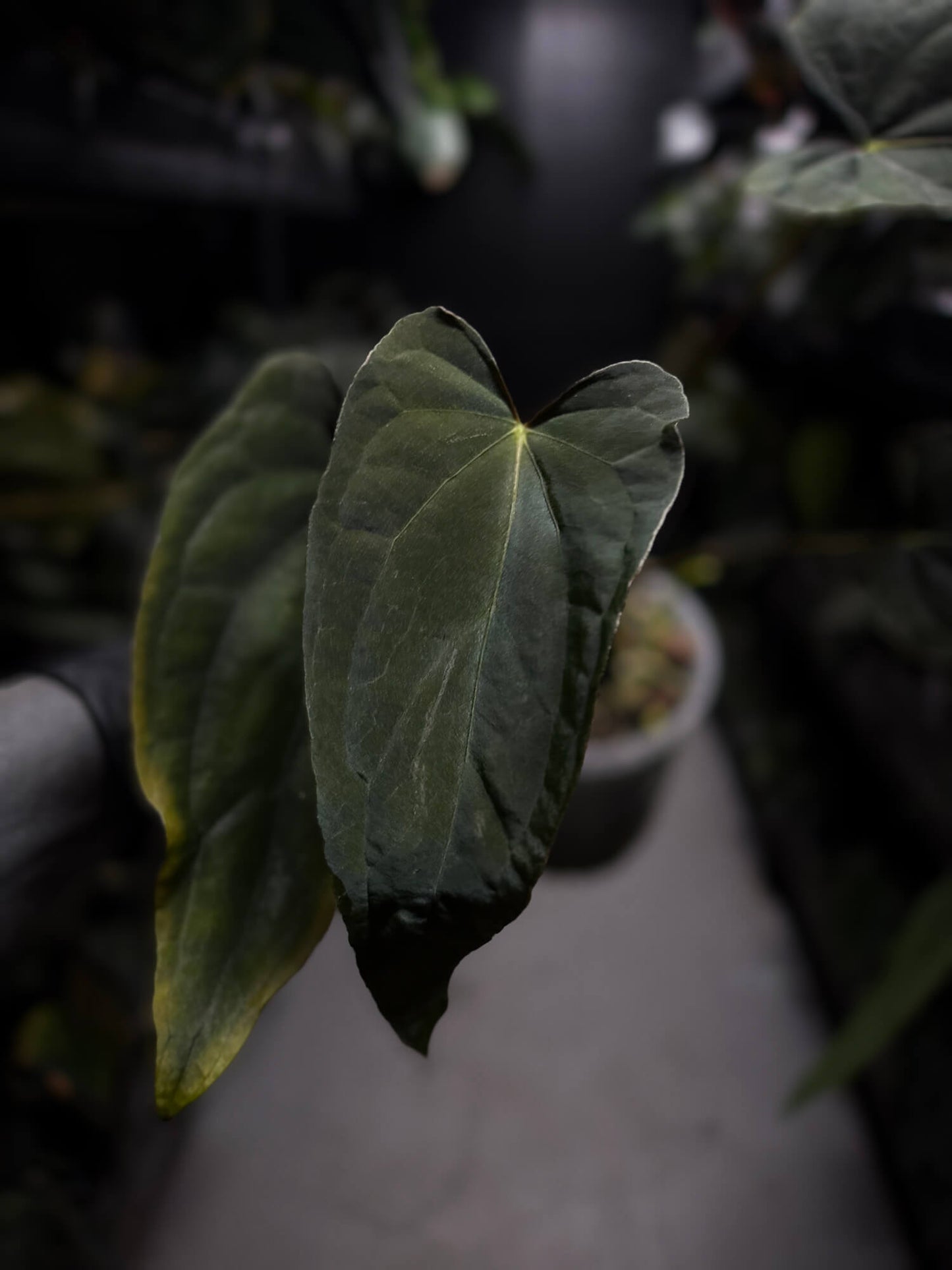 Anthurium #Asmodeus - #TwinPhoenix x (pap x dress)