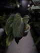 Anthurium #Asmodeus - #TwinPhoenix x (pap x dress)