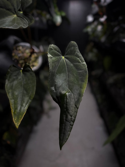 Anthurium #Asmodeus - #TwinPhoenix x (pap x dress)