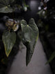 Anthurium #Asmodeus - #TwinPhoenix x (pap x dress)