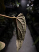Anthurium #Asmodeus - #TwinPhoenix x (pap x dress)