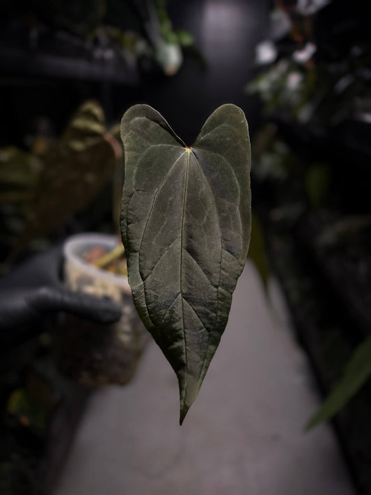 Anthurium #Malphas