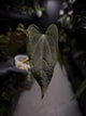 Anthurium #Malphas