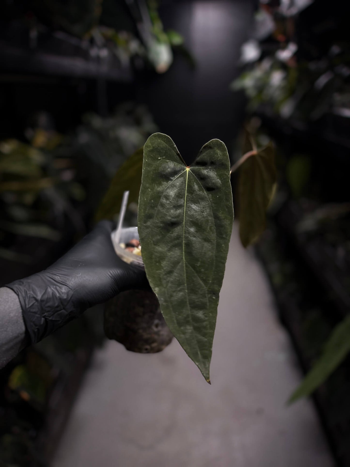Anthurium #Malphas