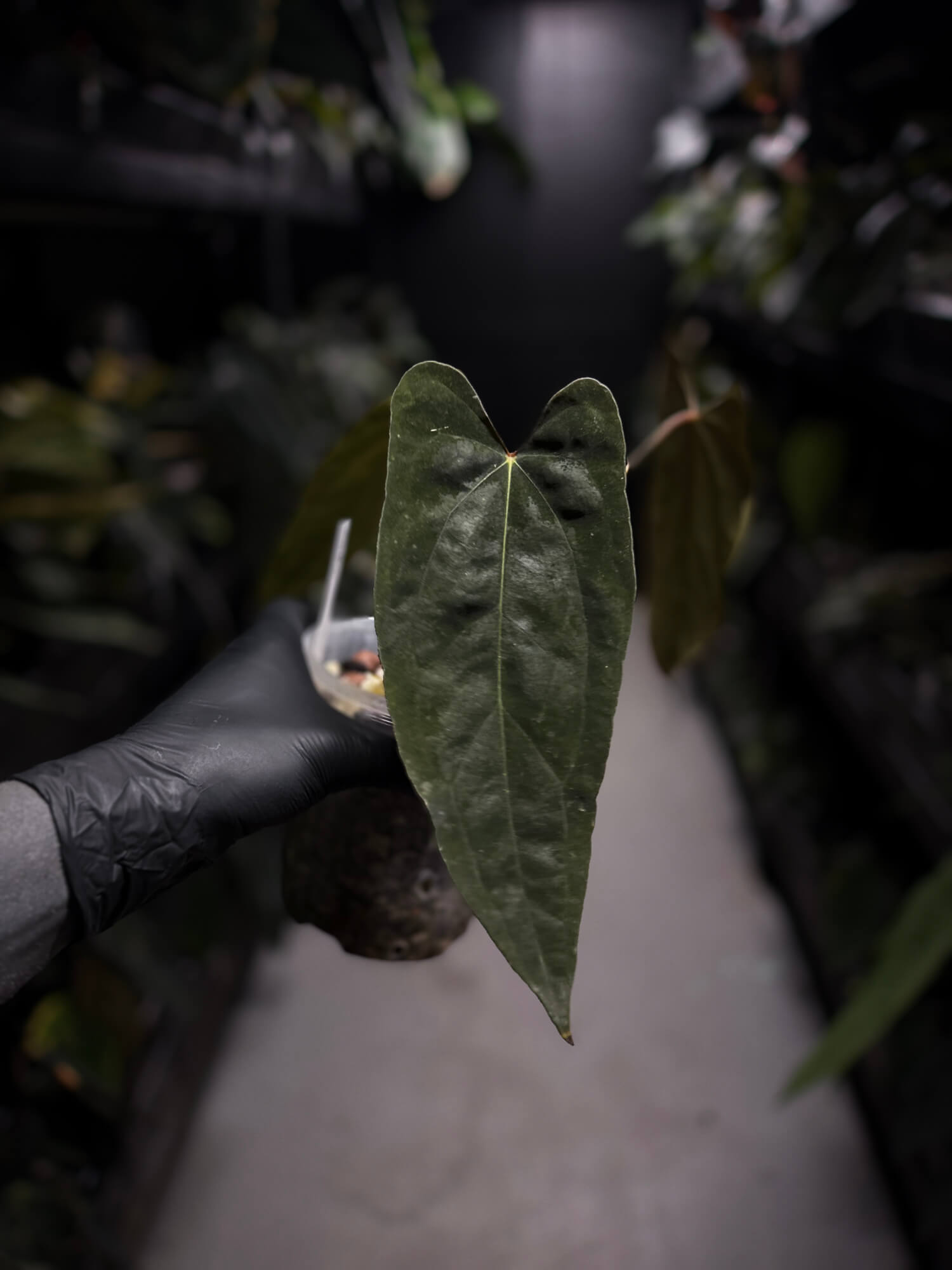 Anthurium #Malphas