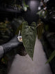 Anthurium #Malphas