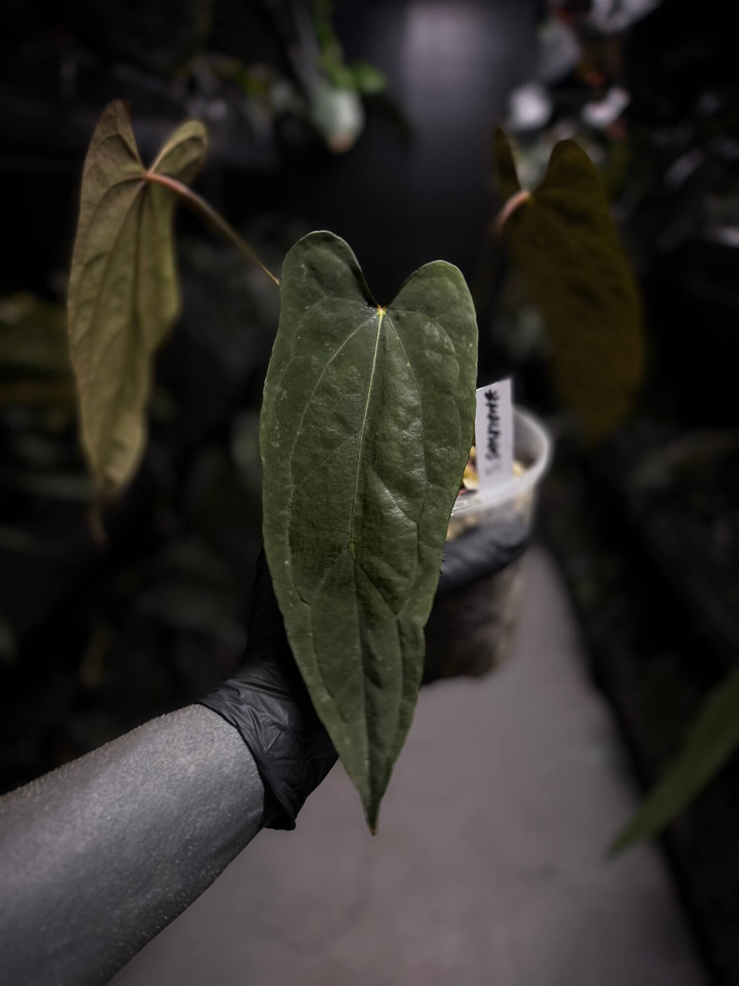 Anthurium #Malphas
