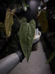 Anthurium #Malphas